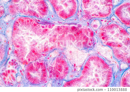 Structure of Tissue of Spleen Human, Liver Human and Kidney Human under the microscope in Lab. 110013888