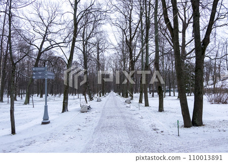 Row of Trees at Peterhof Palace in St. Petersburg, Russia. In winter. 110013891