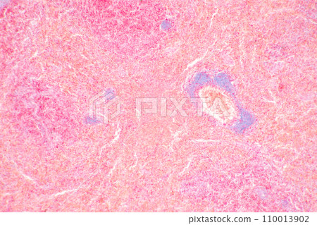 Structure of Tissue of Spleen Human, Liver Human and Kidney Human under the microscope in Lab. 110013902