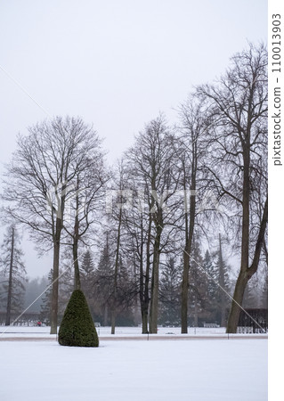 Trees in the garden. Snow in winter. 110013903
