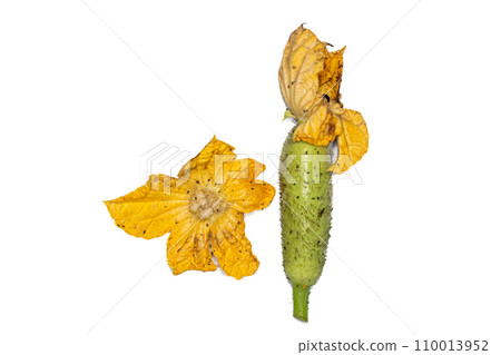 Plant Structure of Flowers, Fruits and Seeds in Laboratory. Plant Structure of Flowers, Fruits and Seeds in Laboratory. 110013952