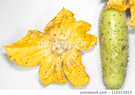 Plant Structure of Flowers, Fruits and Seeds in Laboratory. Plant Structure of Flowers, Fruits and Seeds in Laboratory. 110013953