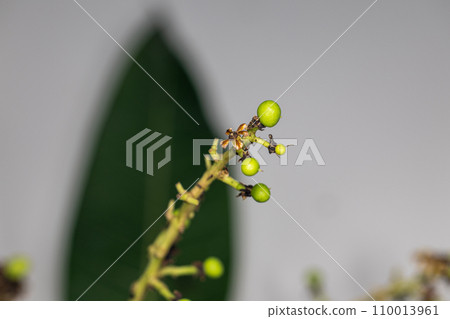 Plant Structure of Flowers, Fruits and Seeds in Laboratory. 110013961