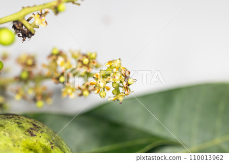 Plant Structure of Flowers, Fruits and Seeds in Laboratory. 110013962
