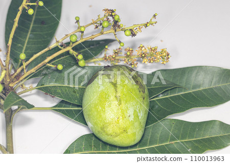 Plant Structure of Flowers, Fruits and Seeds in Laboratory. Plant Structure of Flowers, Fruits and Seeds in Laboratory. 110013963