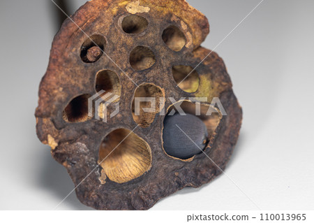 Plant Structure of Flowers, Fruits and Seeds in Laboratory. Plant Structure of Flowers, Fruits and Seeds in Laboratory. 110013965