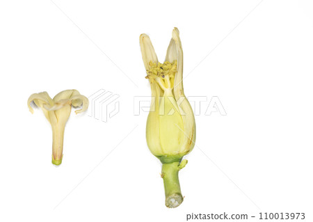 Plant Structure of Flowers, Fruits and Seeds in Laboratory. Plant Structure of Flowers, Fruits and Seeds in Laboratory. 110013973