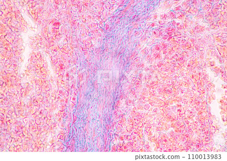 Plant Structure of Flowers, Fruits and Seeds in Laboratory. Plant Structure of Flowers, Fruits and Seeds in Laboratory. 110013983