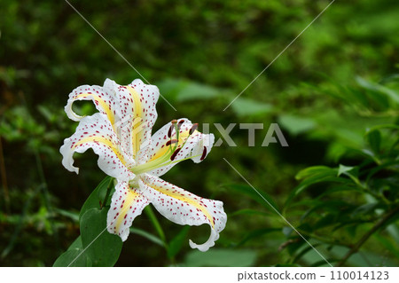 Yamamura flower Yamamura flower 110014123