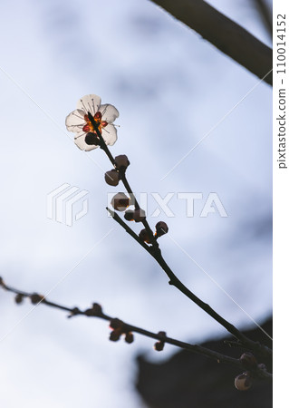 白梅照片 110014152