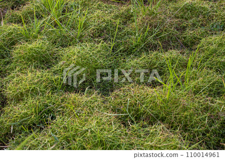 Dry cracked earth background, Global warming, climate change concept. 110014961
