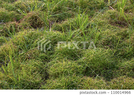 Dry cracked earth background, Global warming, climate change concept. 110014966