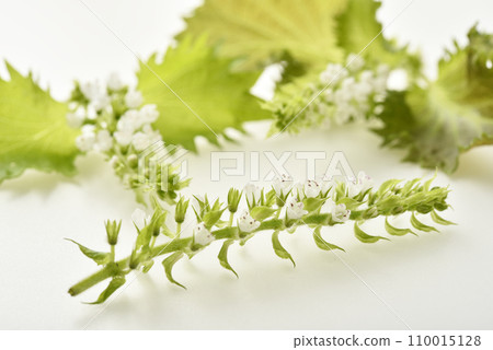Hojiso 與 白色 的花朵 Hojiso 與 白色 的花朵 110015128