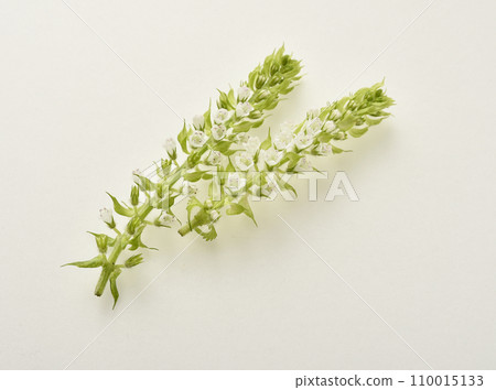 Hojiso with white flowers 110015133