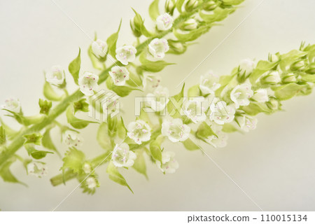 Hojiso with white flowers 110015134