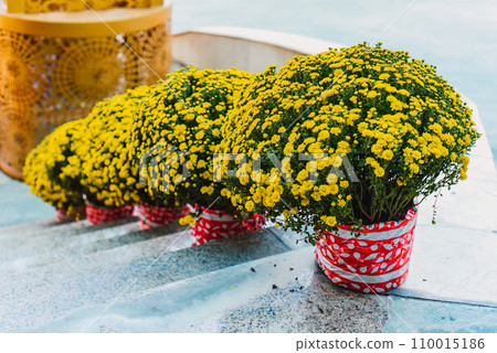 decoration and chrysanthemums flowers as symbol of wealth for Tet Lunar New Year 110015186