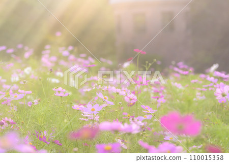 Cosmos in the sunset with light falling on it (soft tone due to special photography) 110015358