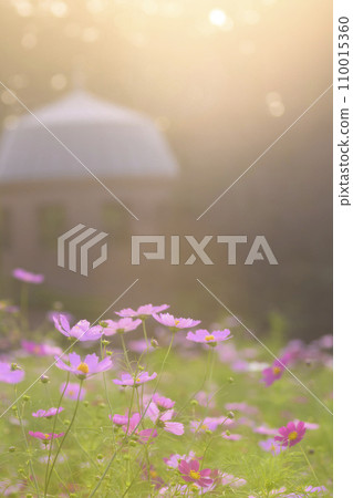 Cosmos in the sunset with light falling on it (soft tone due to special photography) Cosmos in the sunset with light falling on it (soft tone due to special photography) 110015360