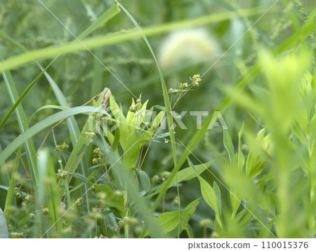 Occidentalis blooming in the field Occidentalis blooming in the field 110015376