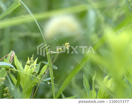 Occidentalis blooming in the field 110015377