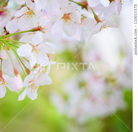 Pretty and neat white cherry blossoms Pretty and neat white cherry blossoms 110015378