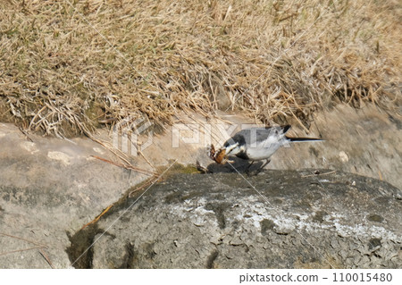 White wagtail preying on butterflies 110015480