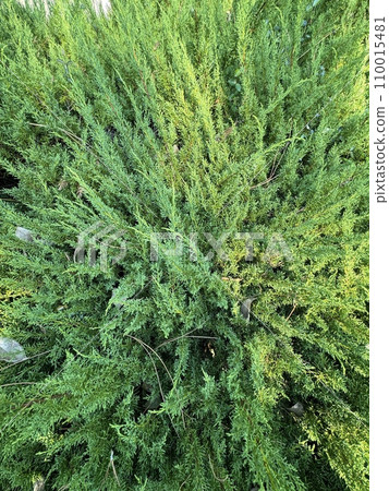 Top view of Japanese cypress, Juniperus chinensis, Cupressaceae Top view of Japanese cypress, Juniperus chinensis, Cupressaceae 110015481