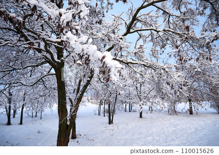 Winter landscape with trees covered with snow in the park Winter landscape with trees covered with snow in the park 110015626