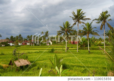 An old rickety straw hut of field workers stands in a rice paddy on the island of Bali. Panorama of the amazing landscape of Asian rice terraces. An old rickety straw hut of field workers stands in a rice paddy on the island of Bali. Panorama of the amazing landscape of Asian rice terraces. 110015850
