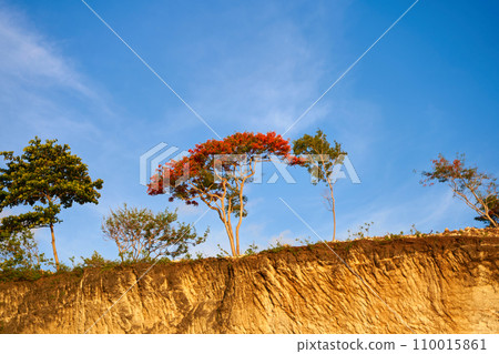A tree with red flowers grows on the very top of the cliff. 110015861
