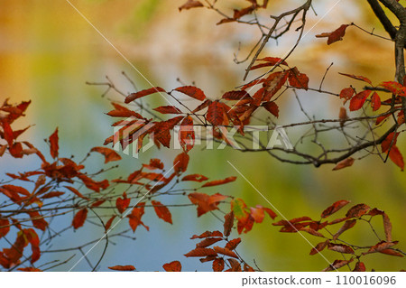 櫟屬 櫟屬，殼斗科，黃葉 110016096