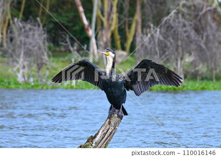 Cormorant bird dries its wings by spreading them wide in the middle of Lake Naivasha in Kenya 110016146