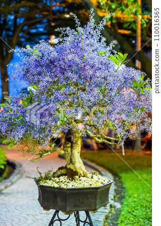 Queen's Wreath vine, apricot blossom or purple wreath vine flower Petrea volubilis in Tet Lunar New Year in Vietnam at night Queen's Wreath vine, apricot blossom or purple wreath vine flower Petrea volubilis in Tet Lunar New Year in Vietnam at night 110016365