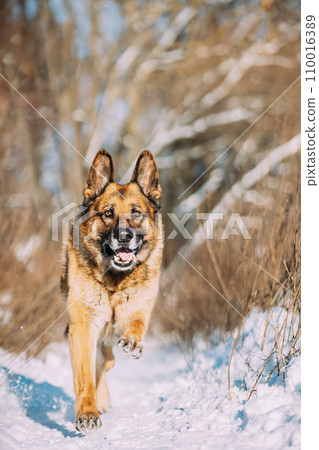 Purebred Adult Alsatian Wolf Dog Fast Running At Snow Winter Sunny Forest. Pet Friendship Concept. Playful Shepherd Dog Outdoors Winter Season 110016389