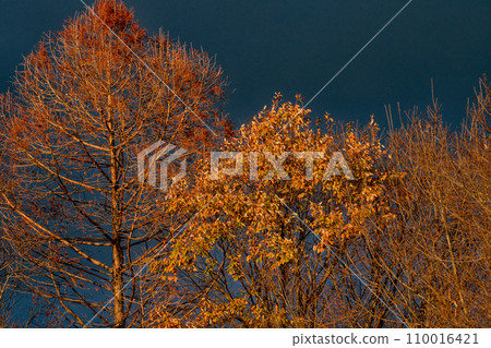 黃昏時的冬景，落葉樹變紅 110016421