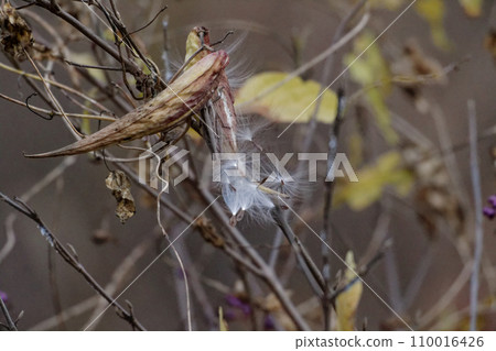 Whereabouts of seeds: Asclepias seed dispersal Whereabouts of seeds: Asclepias seed dispersal 110016426