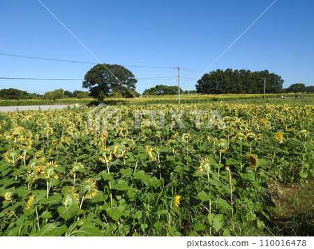 Sunflowers with their backs turned Sunflower field Kyushu Sunflowers with their backs turned Sunflower field Kyushu 110016478