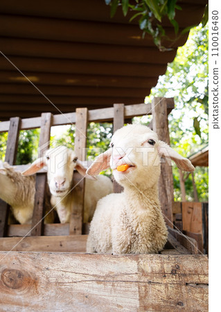 Cute funny lamb eating carrots at the petting zoo. Cute funny lamb eating carrots at the petting zoo. 110016480