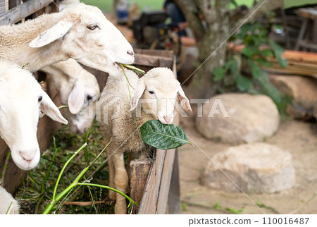 Cute little lamb eating herb at petting zoo. Cute little lamb eating herb at petting zoo. 110016487