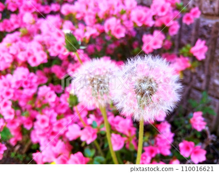 Two dandelion fluffs with pink azaleas in the background Two dandelion fluffs with pink azaleas in the background 110016621