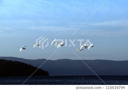 群天鵝飛 群天鵝飛 110016794