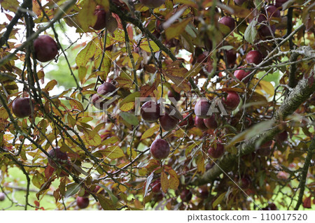 Sumo Plum Sumo Plum 110017520