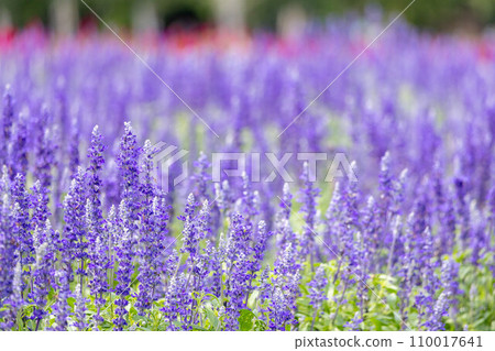 Lavender field of Furano, Hokkaido Lavender field of Furano, Hokkaido 110017641
