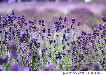 Lavender field of Furano, Hokkaido 110017646