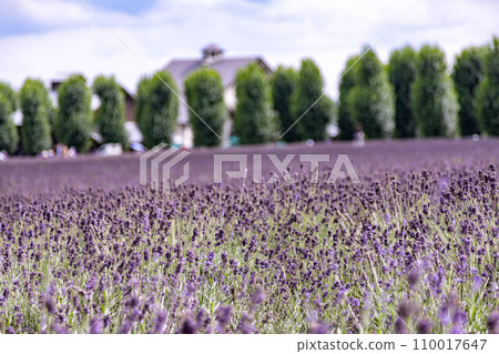 Lavender field of Furano, Hokkaido 110017647