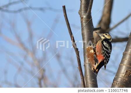 2023 12 24 Giant Red-cockaded Woodpecker Miyaoka Park Sapporo City 110017746