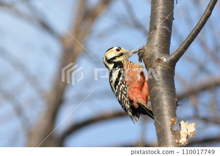 2023 12 24 Giant Red-cockaded Woodpecker Miyaoka Park Sapporo City 110017749