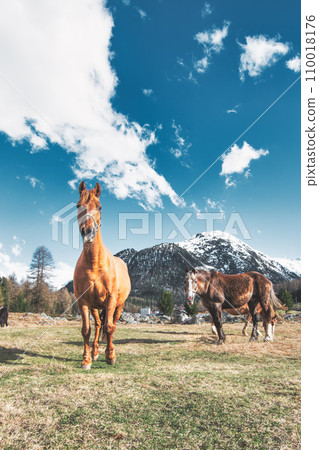 Horses in mountain meadow Horses in mountain meadow 110018176