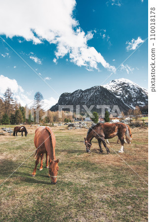 Horses on a farm Horses on a farm 110018178
