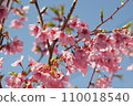 河津櫻花映襯著藍天 110018540